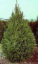 norway spruce.jpg